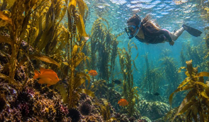 Best Snorkeling Spots Near Los Angeles
