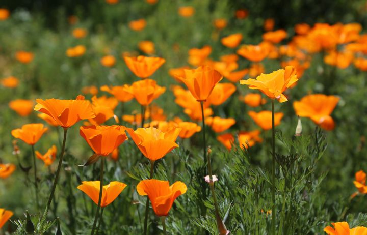 California-Poppies Descanso Gardens