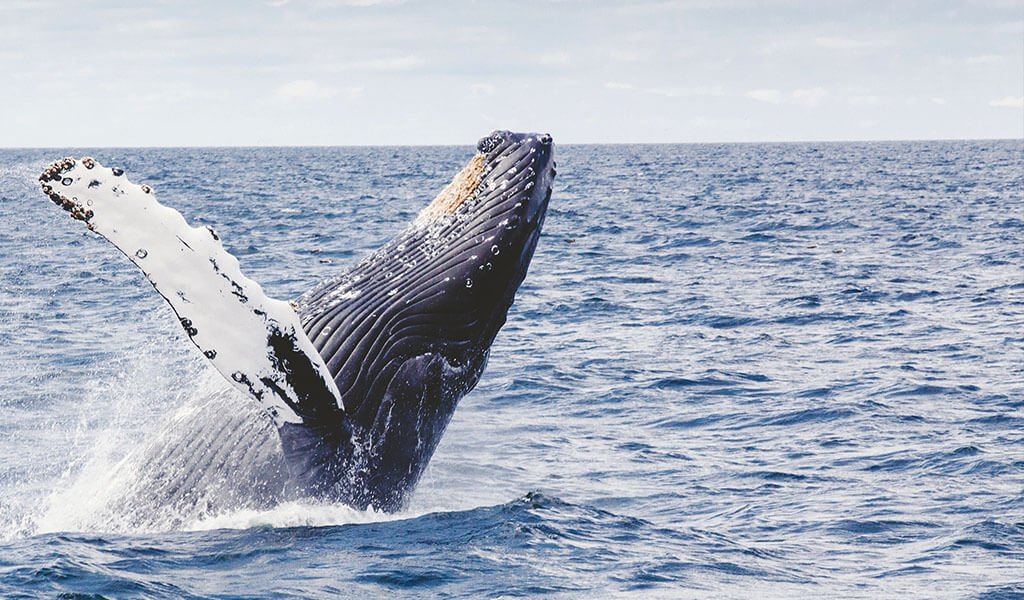 Whale_Watching Dana Point