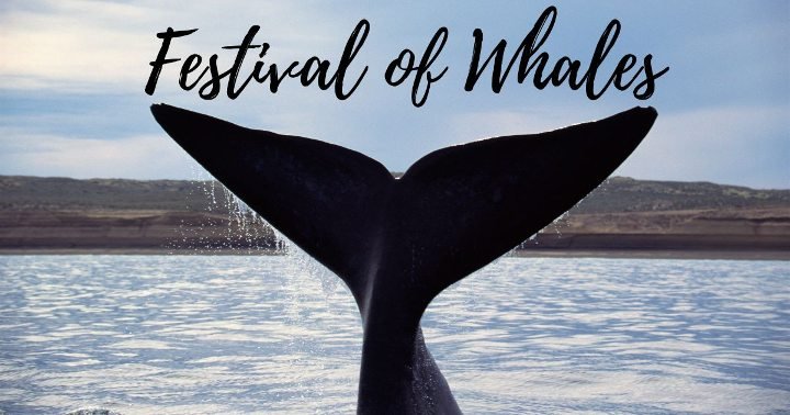 Festival of Whales Dana Point