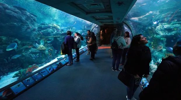 Aquarium of the pacific