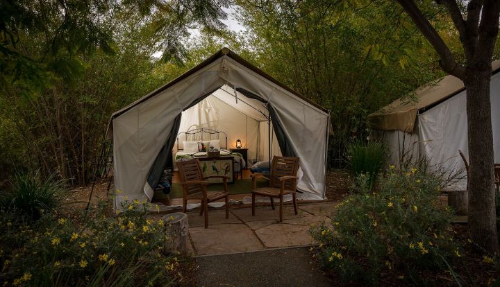 San Diego Zoo Roar and Snore